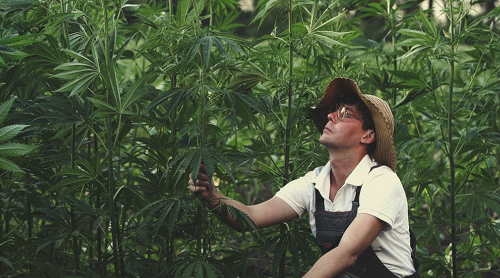 Estándares de calidad en el cultivo de cáñamo