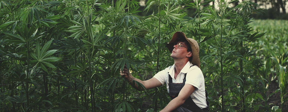 Estándares de calidad en el cultivo de cáñamo