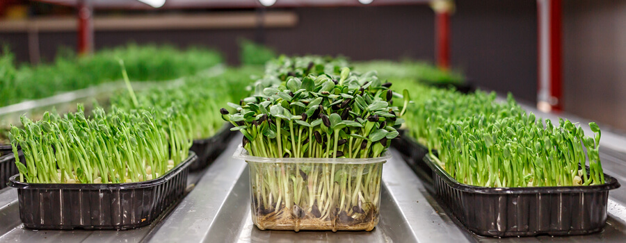 Hemp microgreens