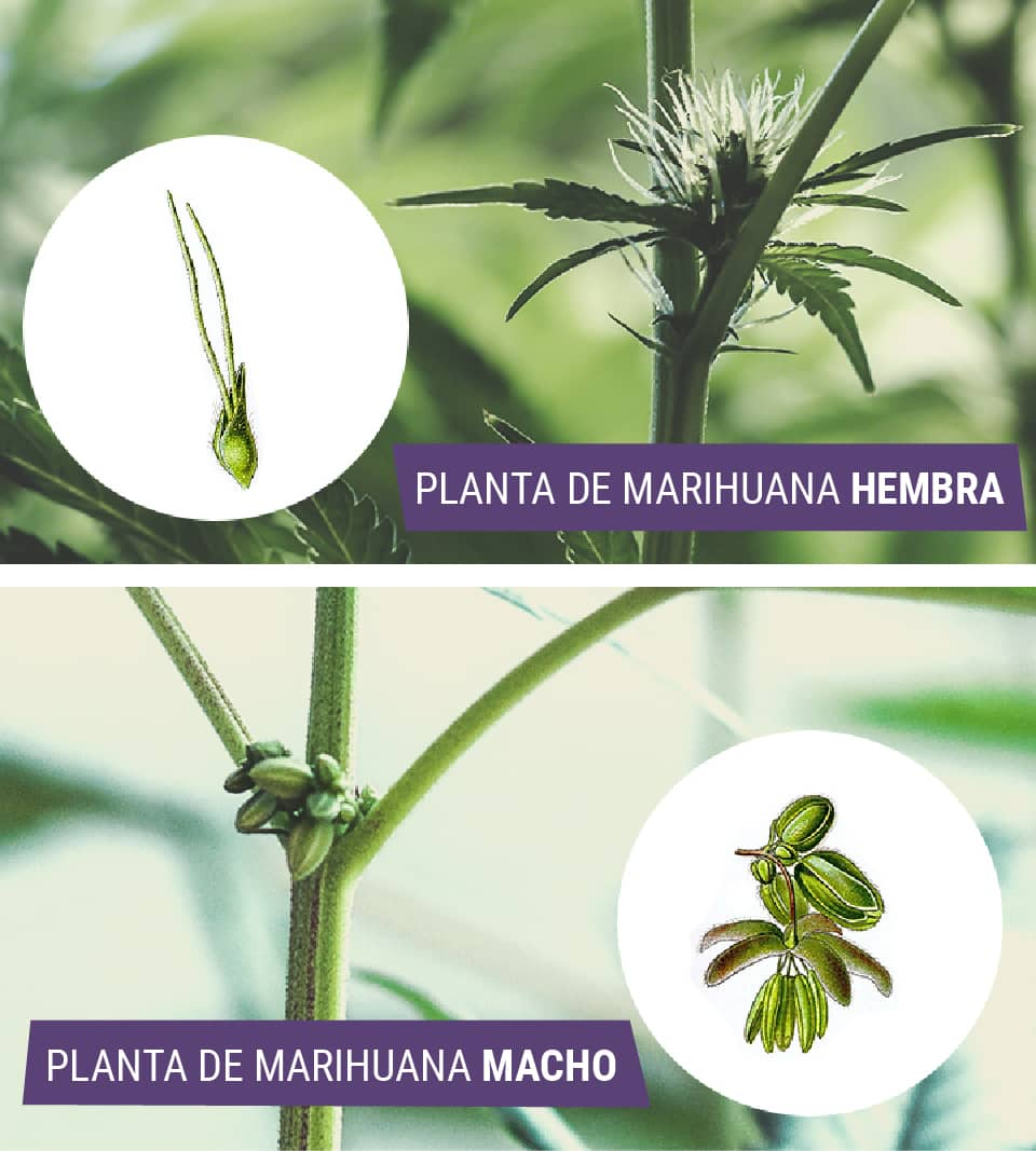 Cannabis macho vs. Cannabis hembra: ¿en qué se diferencian?