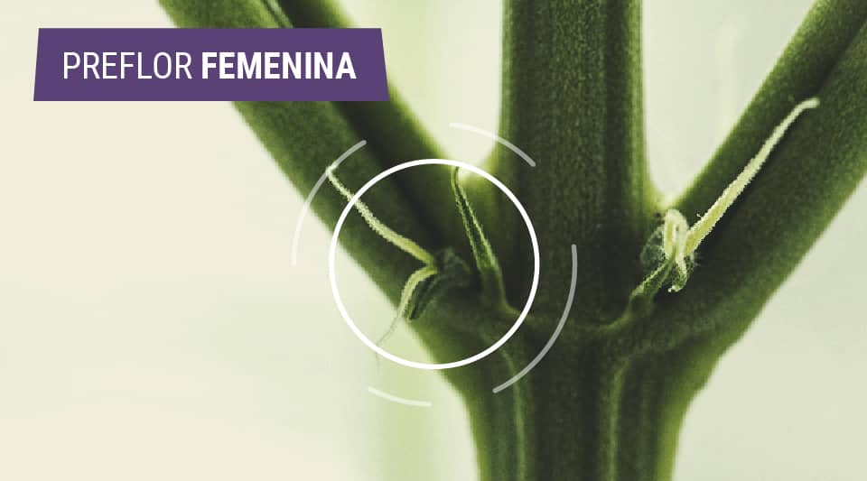 Cómo identificar las plantas de cannabis femeninas