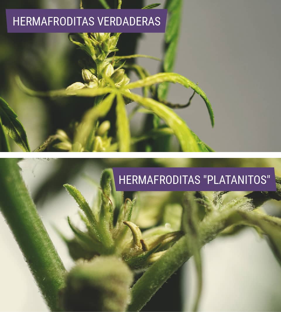 Planta De Cannabis Hembra Con Semillas Planta De Cannabis Hembra Con Semillas