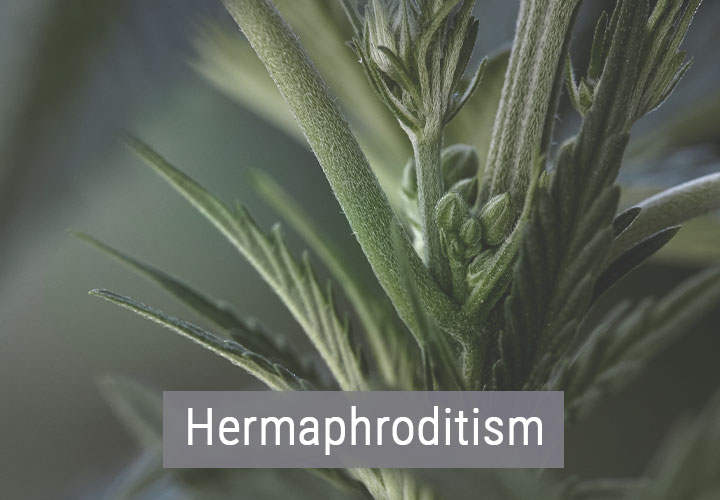 Cómo afecta el frío a las plantas de marihuana Cómo afecta el frío a las plantas de marihuana