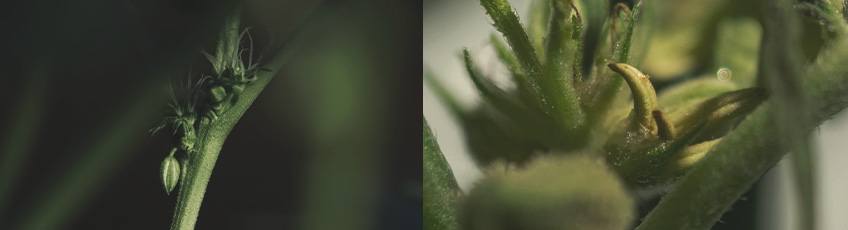 CANNABIS AILMENTS CANNABIS AILMENTS