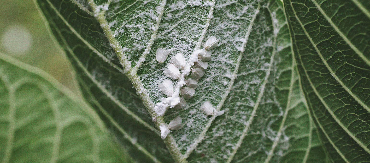 Cómo controlar y prevenir la mosca blanca en la marihuana 