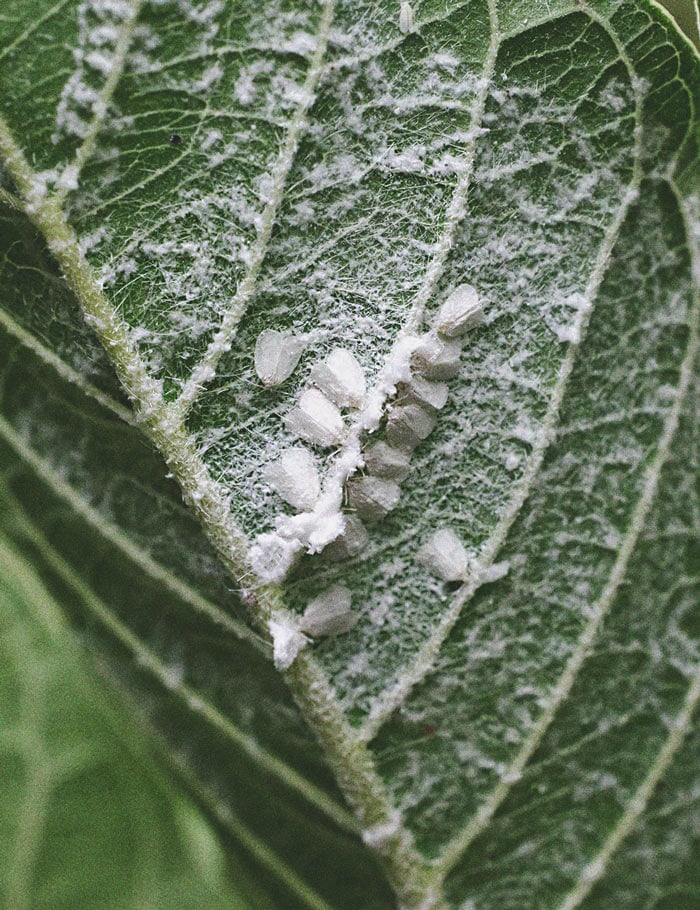 Cómo controlar y prevenir la mosca blanca en la marihuana 