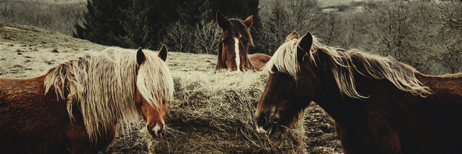 Compost organico de caballo Compost organico de caballo