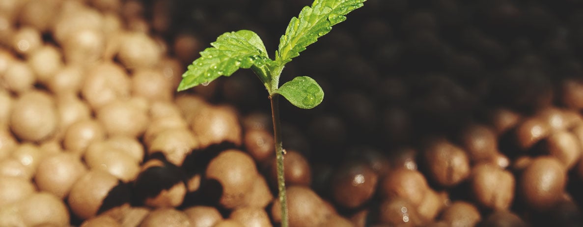 La diferencia entre la marihuana hidropónica y la cultivada en tierra