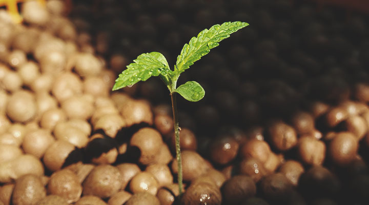 La diferencia entre la marihuana hidropónica y la cultivada en tierra