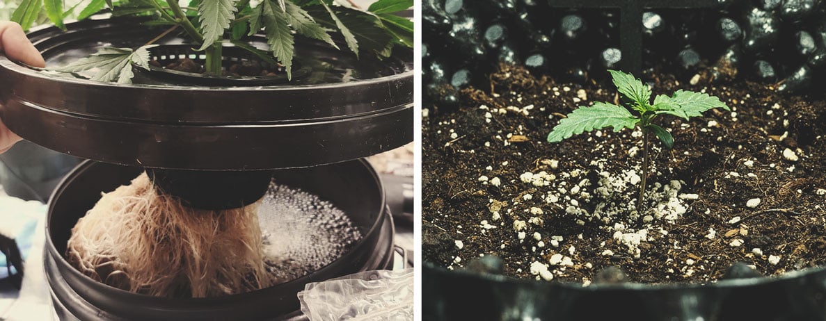 La diferencia entre la marihuana hidropónica y la cultivada en tierra