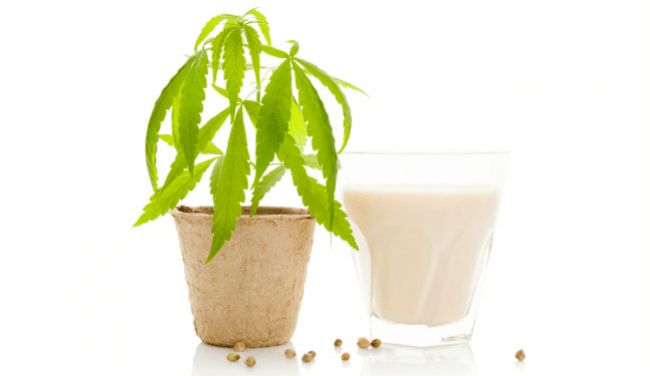 de coco leche de cannabis marihuana aceite de menta helado de aguacate