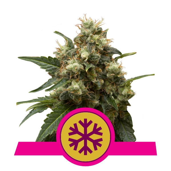 Comprar Feminized ICE Cannabis Feminized ICE Cannabis