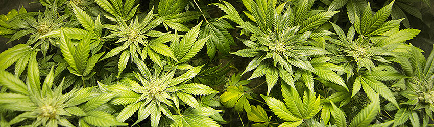 cultivo de marihuana