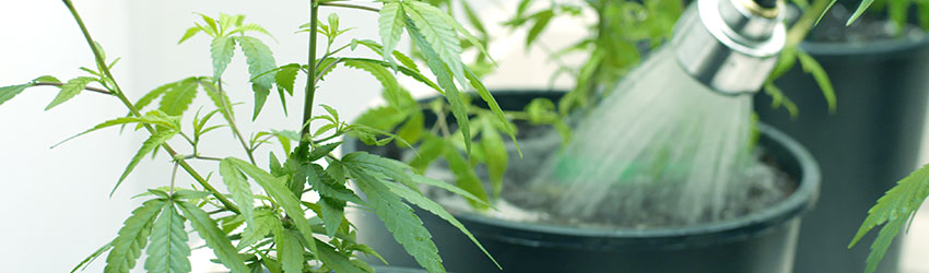 ciclos de riego de las plantas de cannabis