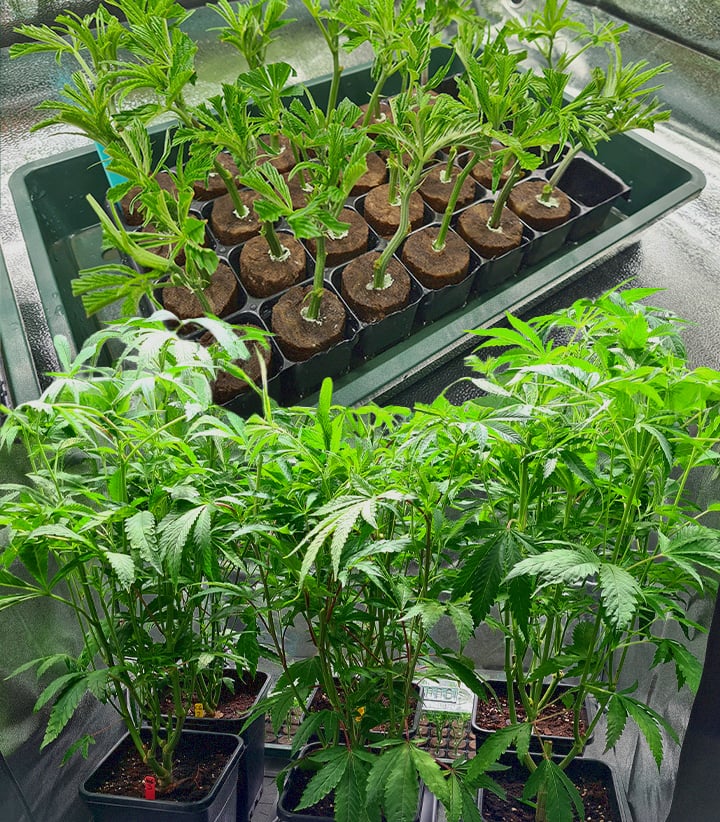 Alta y vigorosa planta madre de cannabis rodeada de clones jóvenes más pequeños en macetas negras, mostrando la fuente para preservar genética excepcional de marihuana mediante clonación.