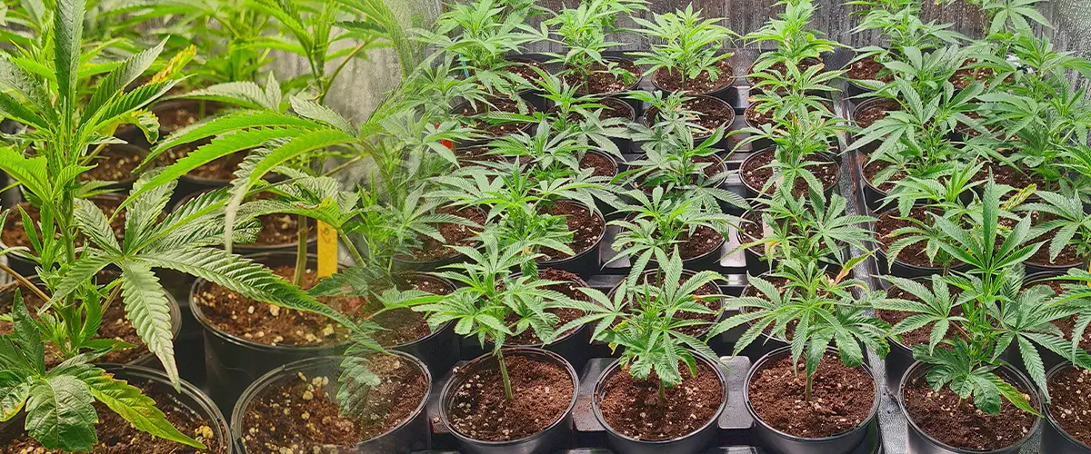 Múltiples clones de cannabis en bandejas de propagación con cubos de lana de roca y otros establecidos en macetas, ilustrando la replicación de genética idéntica a partir de esquejes para cepas de marihuana consistentes.