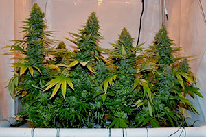 Cultivo estilo SCROG cannabis Cultivo estilo SCROG cannabis