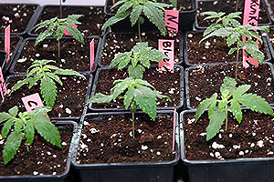 Marihuana de interior crezca primera semana Marihuana de interior crezca primera semana