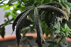 Una planta de cannabis necesita ayuda Una planta de cannabis necesita ayuda