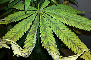 Lo que debe hacer por la sobrealimentación de una planta de cannabis Lo que debe hacer por la sobrealimentación de una planta de cannabis
