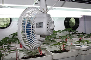Ventilador para el cultivo de cannabis Ventilador para el cultivo de cannabis