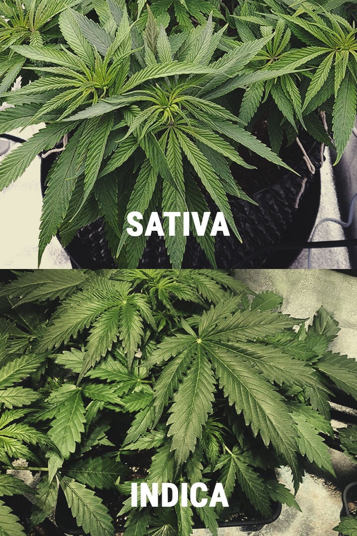 Cuál es la diferencia entre cannabis Indica y Sátiva? - RQS Blog