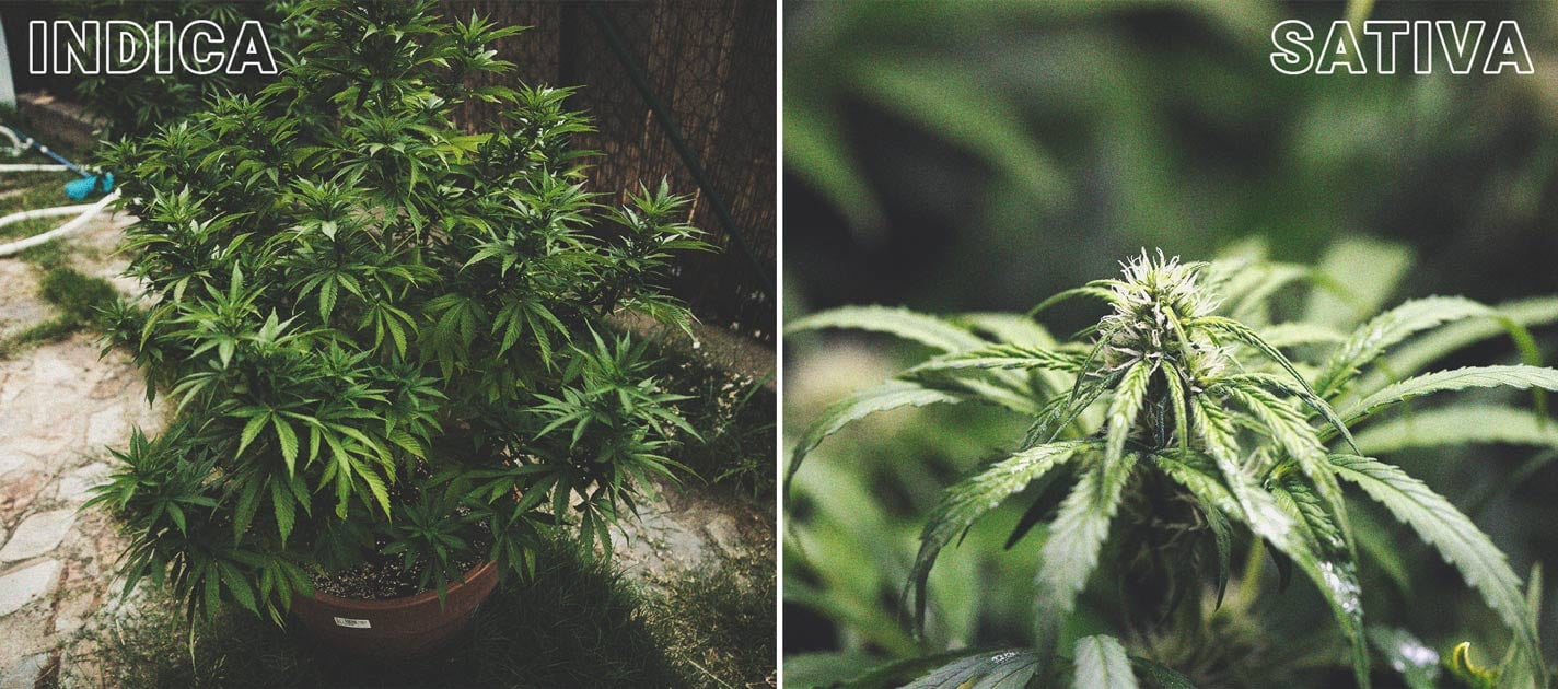 Qué es la marihuana fotoperiódica y cómo cultivarla en exterior