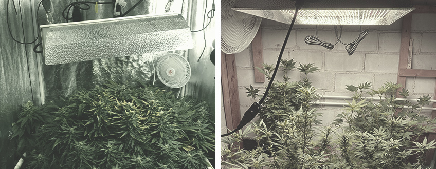 CÓMO ELEGIR EL MEJOR LUGAR PARA CULTIVAR MARIHUANA EN INTERIOR CÓMO ELEGIR EL MEJOR LUGAR PARA CULTIVAR MARIHUANA EN INTERIOR