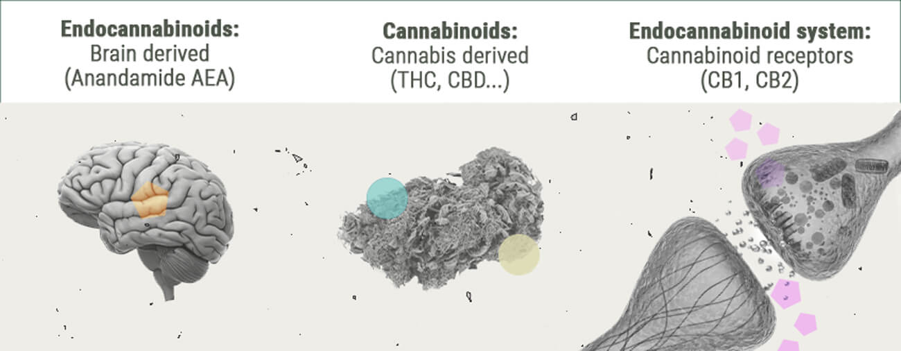 Química del subidón de cannabis Química del subidón de cannabis