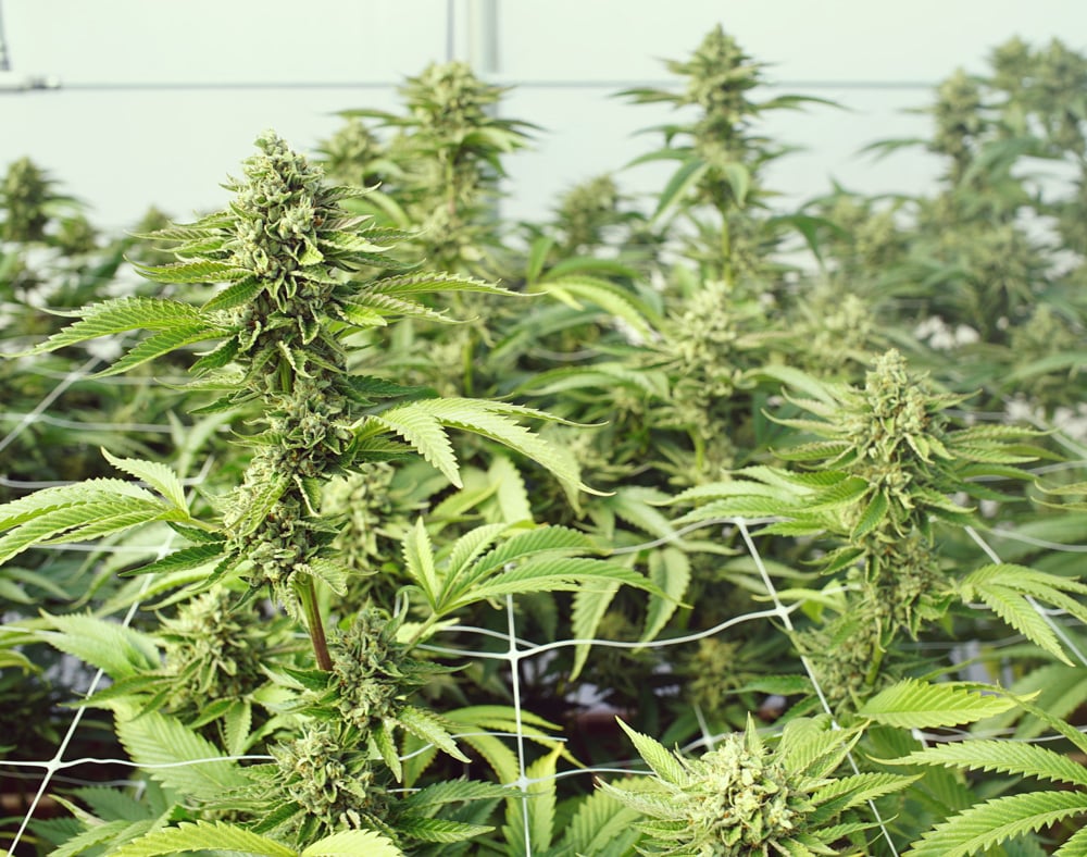 Poda en plantas Automáticas