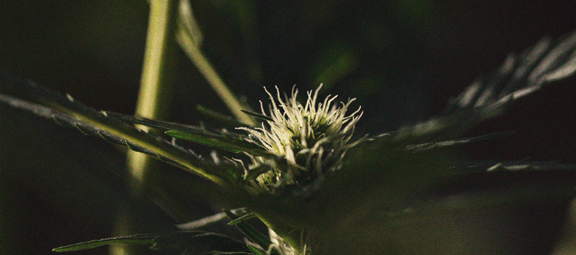 La importancia del ciclo de oscuridad en el cultivo de cannabis