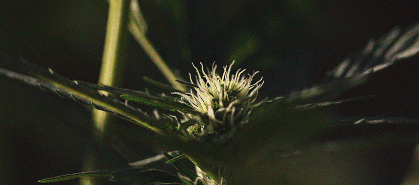 La importancia del ciclo de oscuridad en el cultivo de cannabis La importancia del ciclo de oscuridad en el cultivo de cannabis