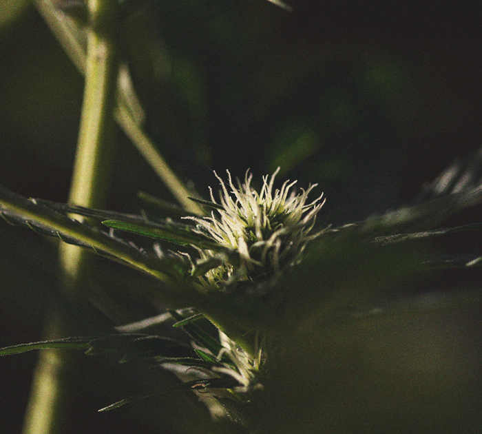 La importancia del ciclo de oscuridad en el cultivo de cannabis La importancia del ciclo de oscuridad en el cultivo de cannabis