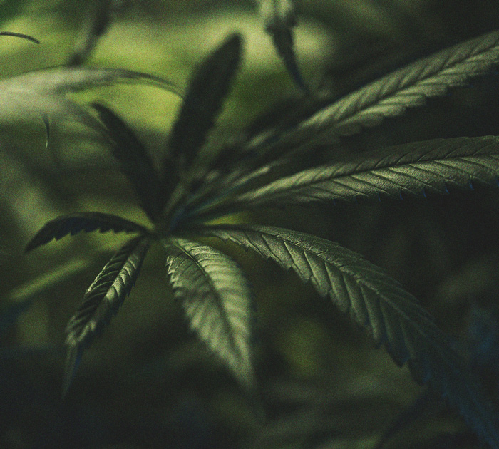 La importancia del ciclo de oscuridad en el cultivo de cannabis