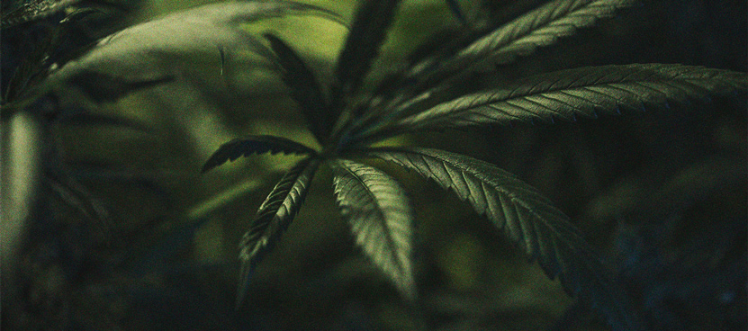 La importancia del ciclo de oscuridad en el cultivo de cannabis La importancia del ciclo de oscuridad en el cultivo de cannabis