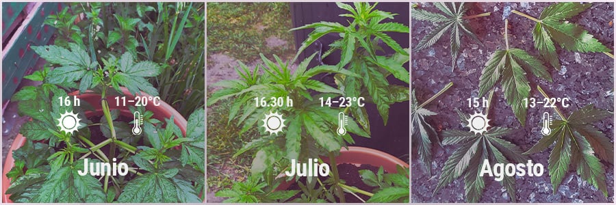 How To Grow Cannabis Outdoors - Belgium