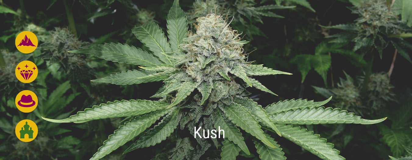 Las mejores variedades de marihuana Kush