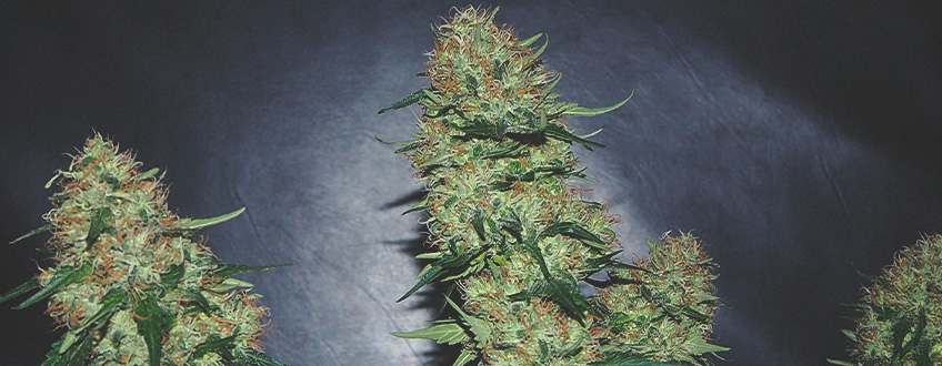 Kush Kush