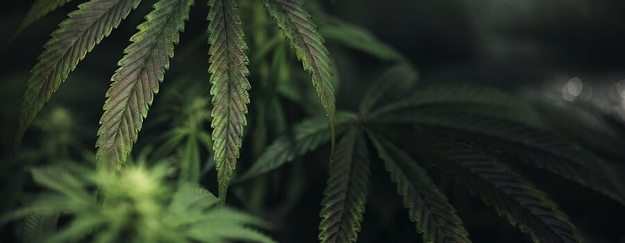 Deficiencia De Cobre En La Planta De Cannabis