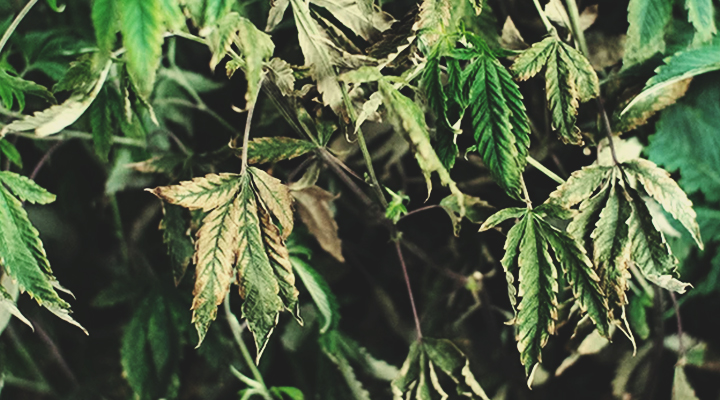 Plantas débiles y caídas Plantas débiles y caídas