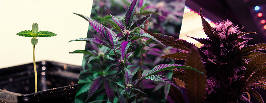 CULTIVAR CON LEDS: ASPECTOS A CONSIDERAR EN CADA ETAPA CULTIVAR CON LEDS: ASPECTOS A CONSIDERAR EN CADA ETAPA