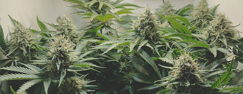 Lemon Shining Silver Haze Lemon Shining Silver Haze