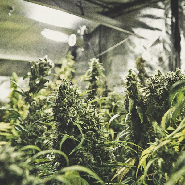 How to Grow Weed on a Budget: Indoors and Outdoors