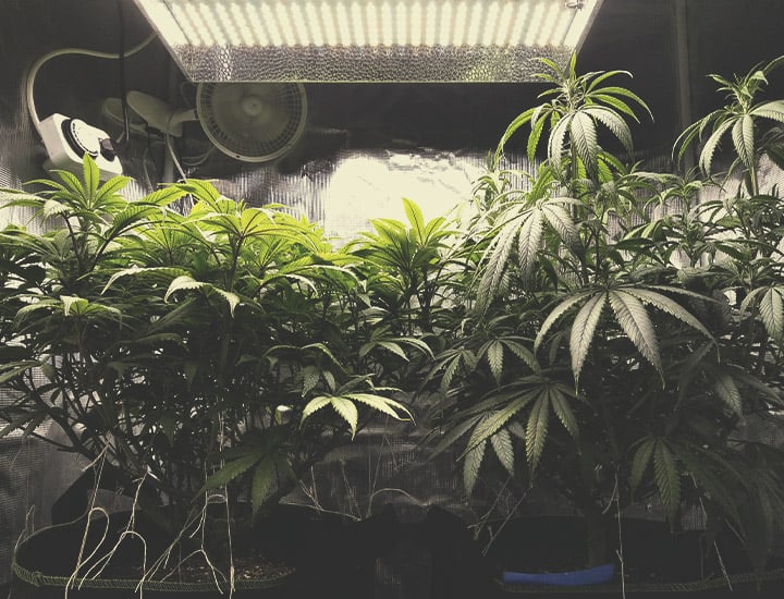 Cepas De Cannabis Autoflorecientes Para Cultivo Interior