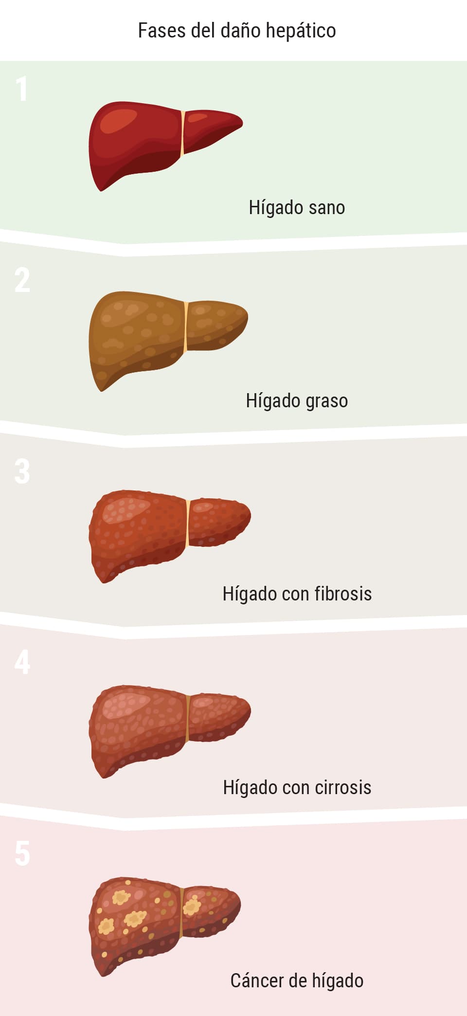 ¿Afecta la marihuana al hígado?