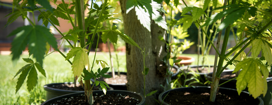 Magnesio deficiency plant