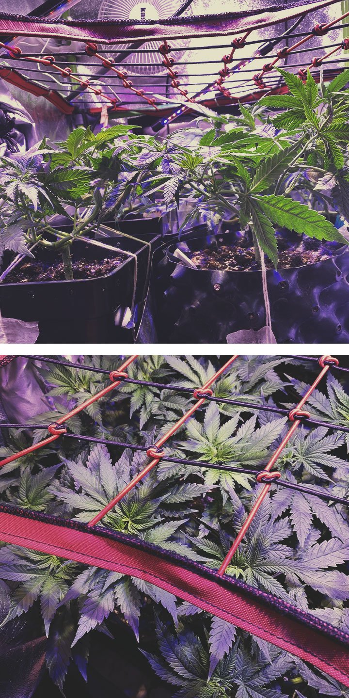 Refuerza el ScrOG con otras técnicas de entrenamiento del cannabis Refuerza el ScrOG con otras técnicas de entrenamiento del cannabis