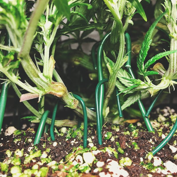 Cómo cultivar la mejor marihuana en un balcón o terraza