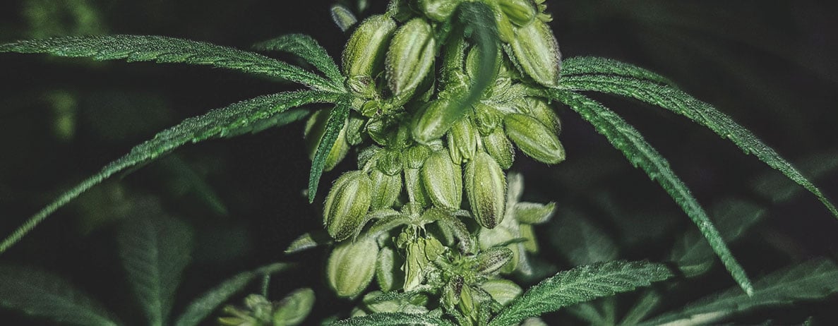 ¿Qué aspecto tiene una planta de cannabis macho?