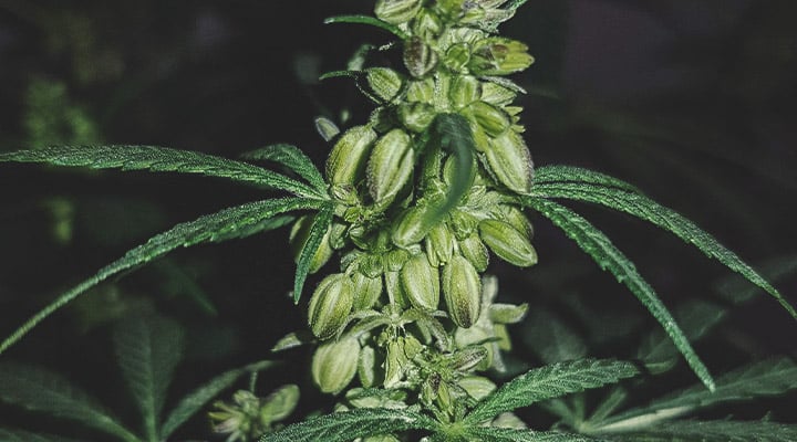 ¿Qué aspecto tiene una planta de cannabis macho?